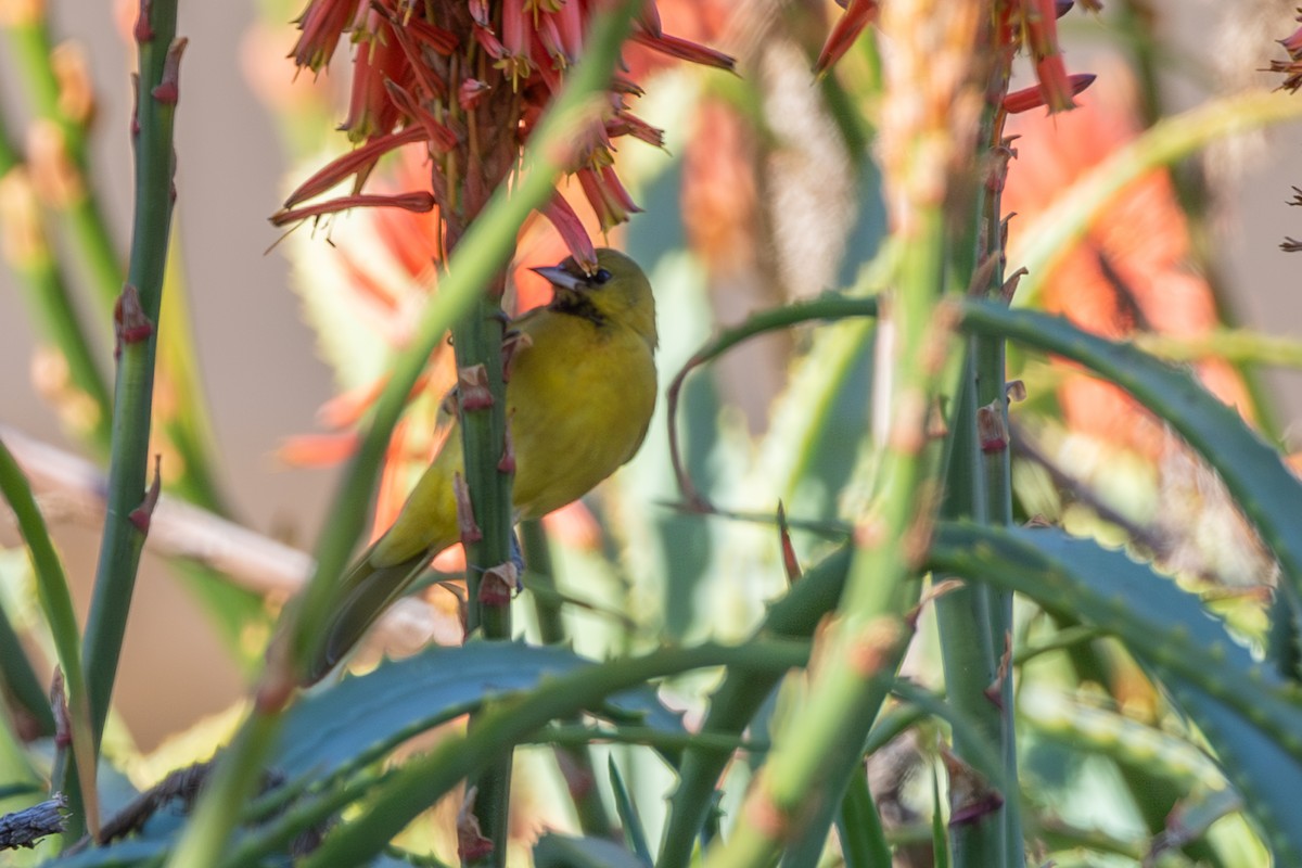 Orchard Oriole - ML641664494
