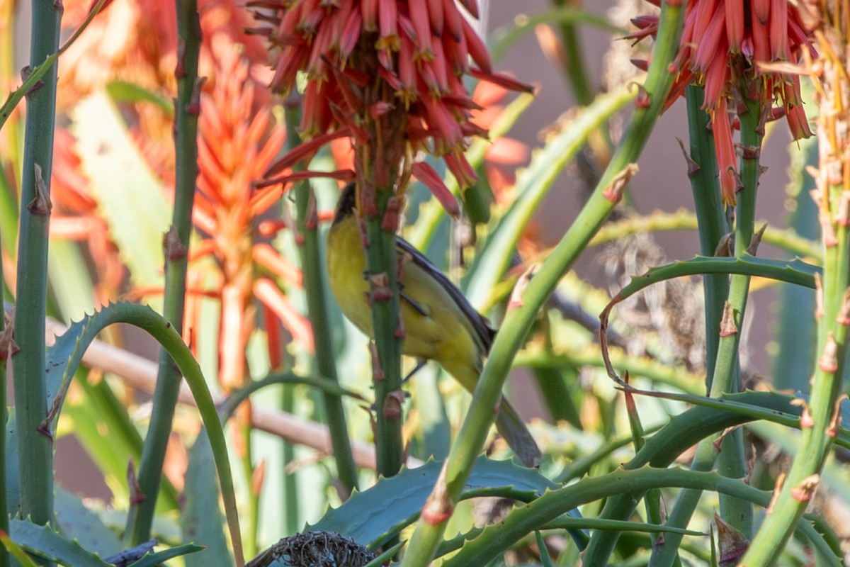Orchard Oriole - ML641664495