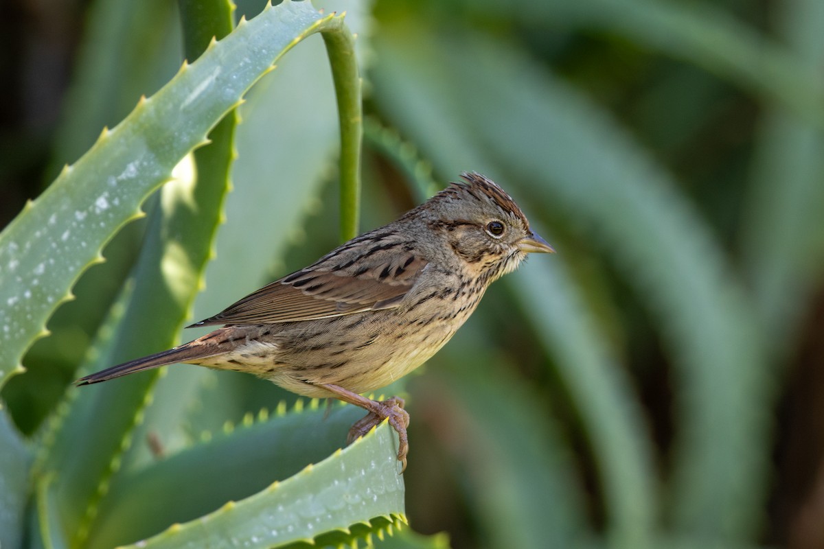 Lincoln's Sparrow - ML641664512