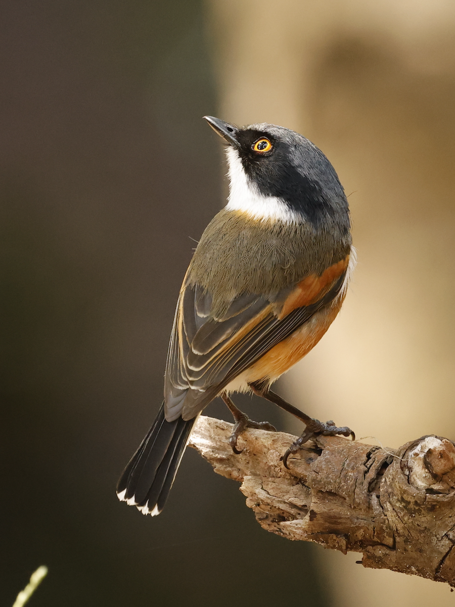 Cape Batis - ML641664523