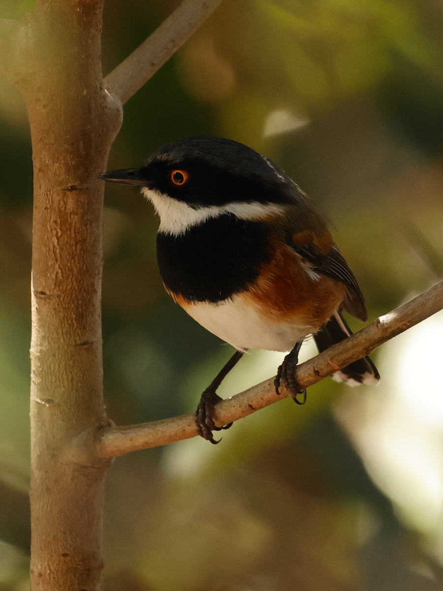 Cape Batis - ML641664524