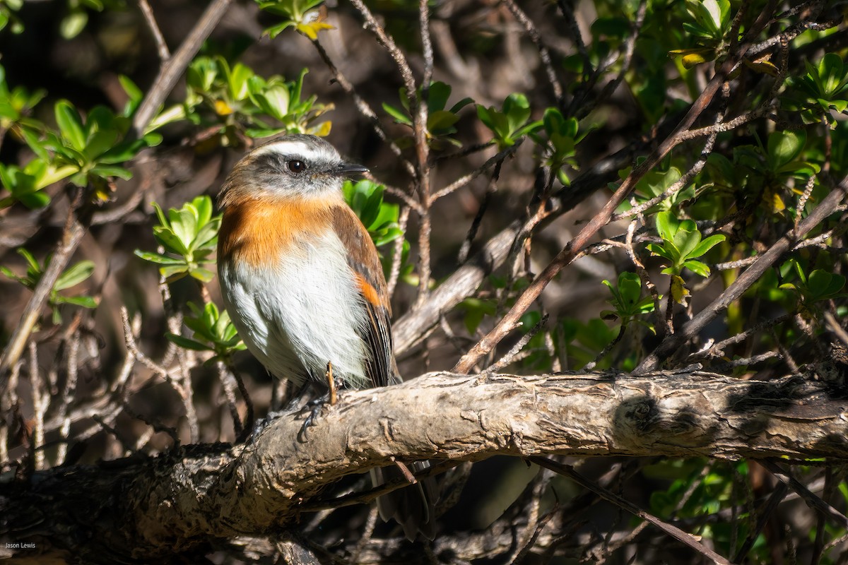 Rufous-breasted Chat-Tyrant - ML641664544