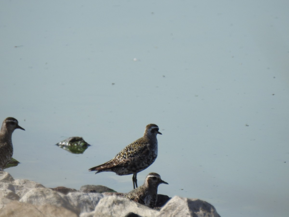 American Golden-Plover - ML641664547