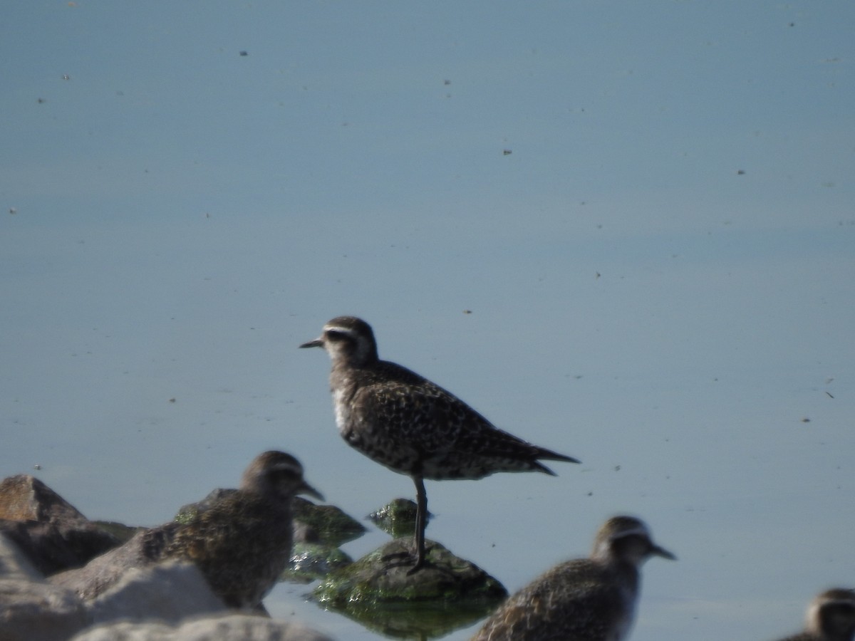 American Golden-Plover - ML641664548
