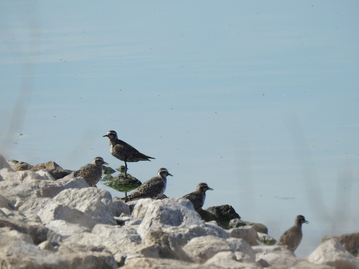 American Golden-Plover - ML641664549