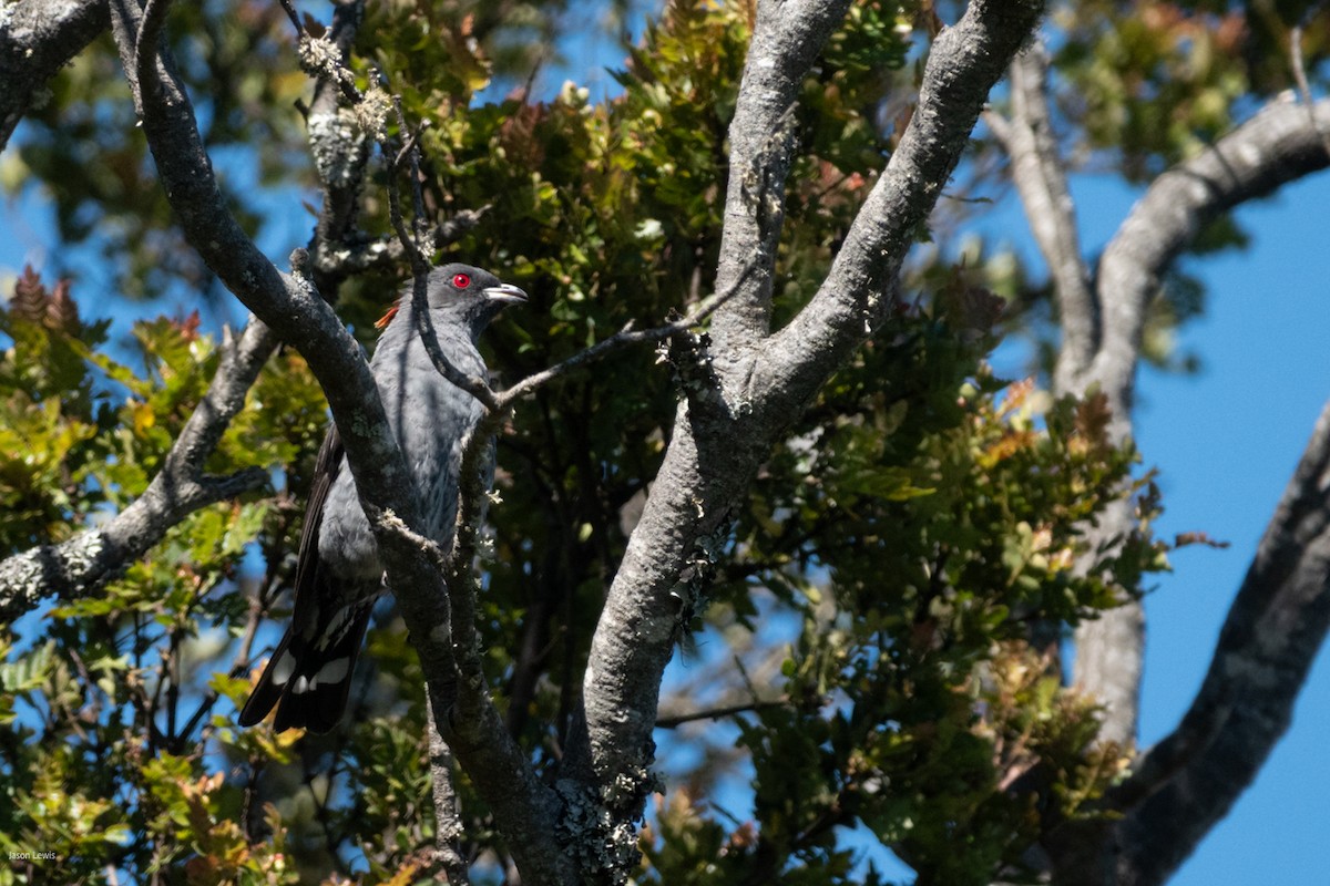 Red-crested Cotinga - ML641664569