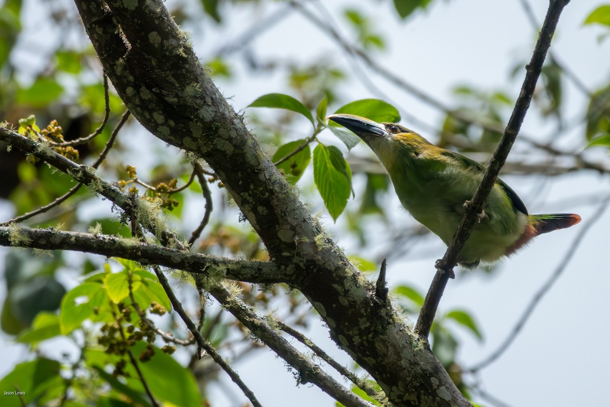 Southern Emerald-Toucanet (Andean) - ML641664606