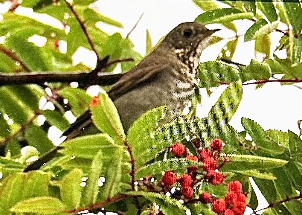 Gray-cheeked Thrush - ML641664616