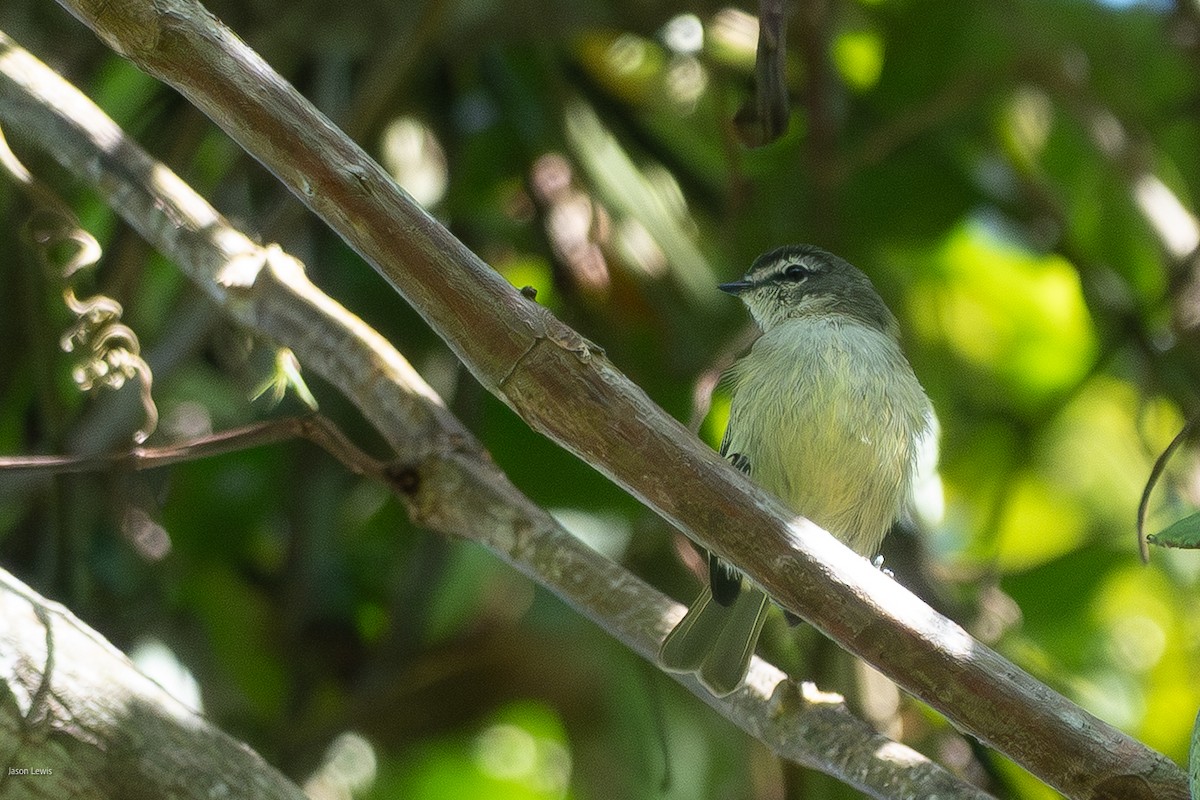Spectacled Tyrannulet - ML641664636