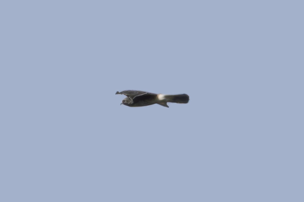 Snail Kite - ML641664651