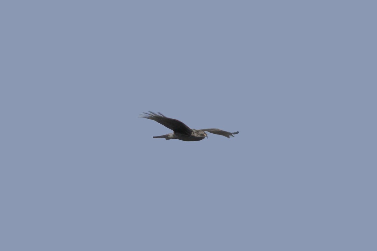 Snail Kite - ML641664652