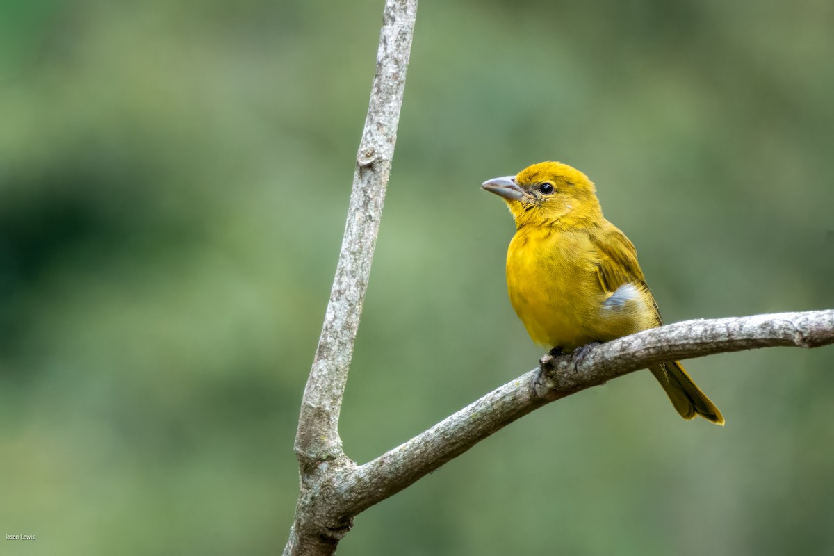 blodpiranga - ML641664712