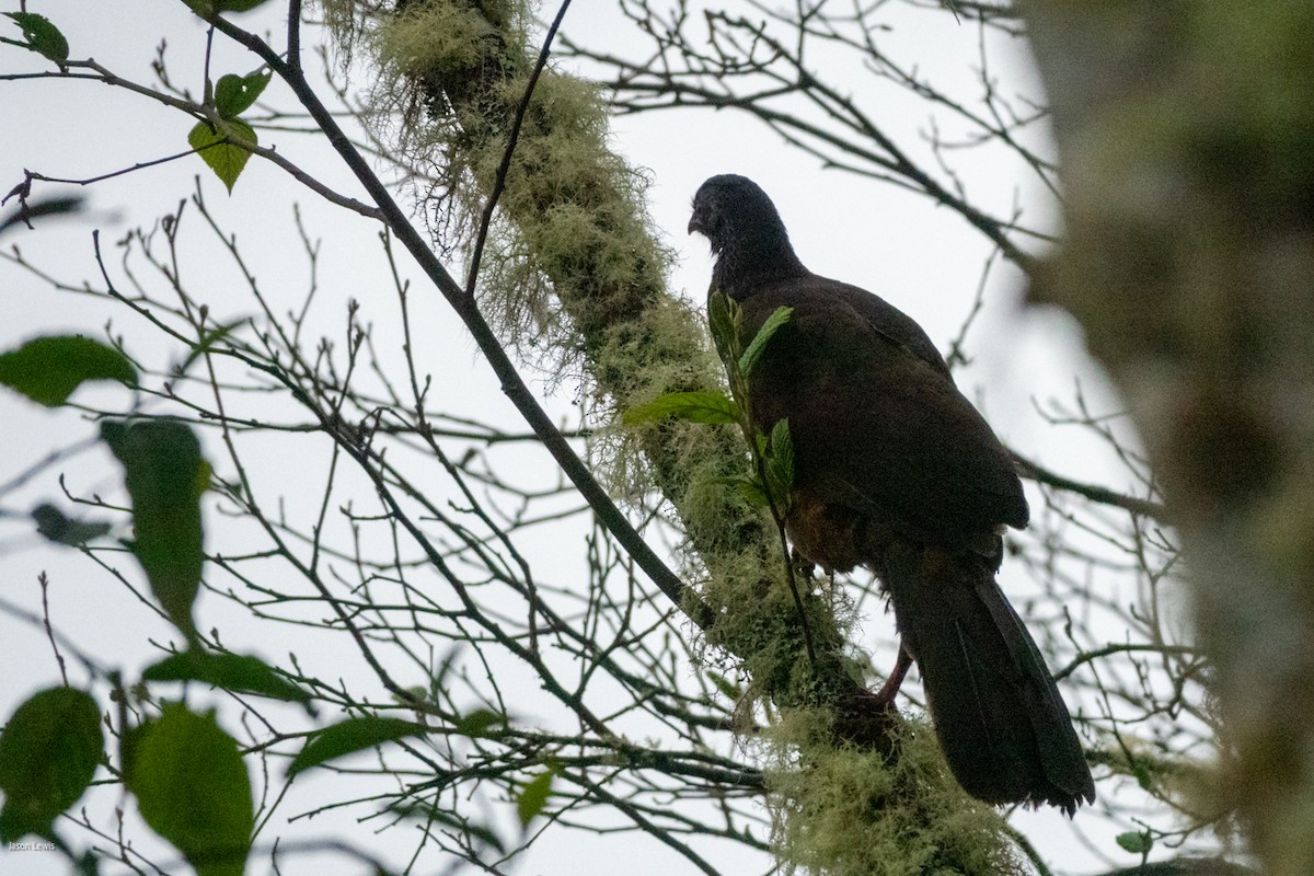 Andean Guan - ML641664755