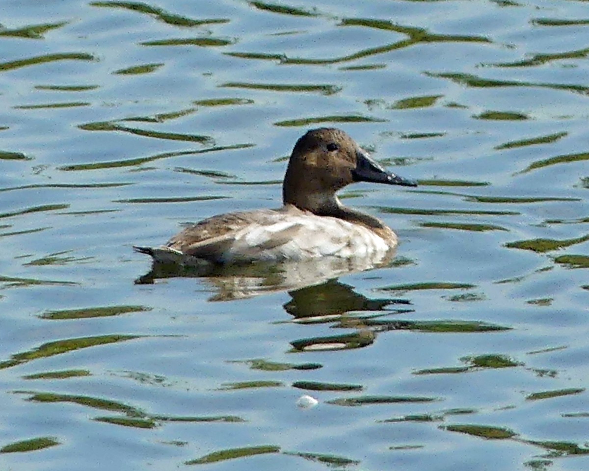 Canvasback - ML641664756
