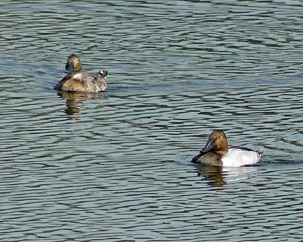 Canvasback - ML641664767