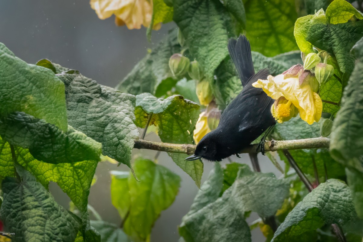 Glossy Flowerpiercer - ML641664777