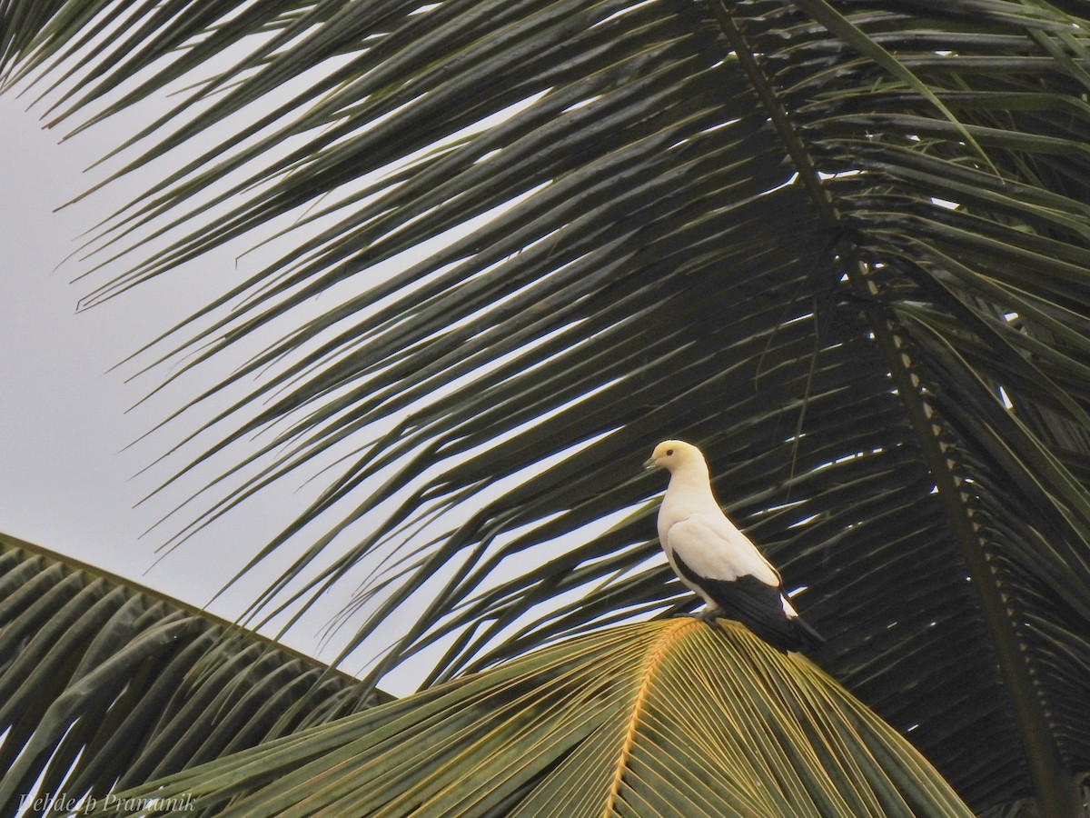 Pied Imperial-Pigeon - ML641664780