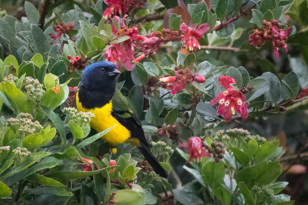 Black-chested Mountain Tanager - ML641664782