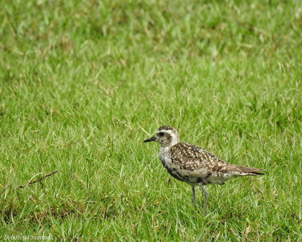 Pacific Golden-Plover - ML641664786