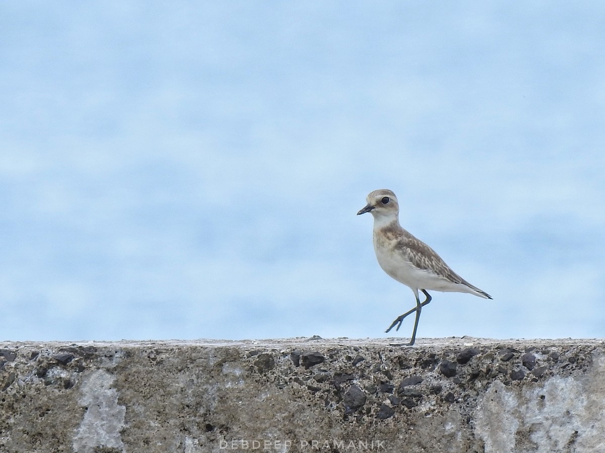 Greater Sand-Plover - ML641664794