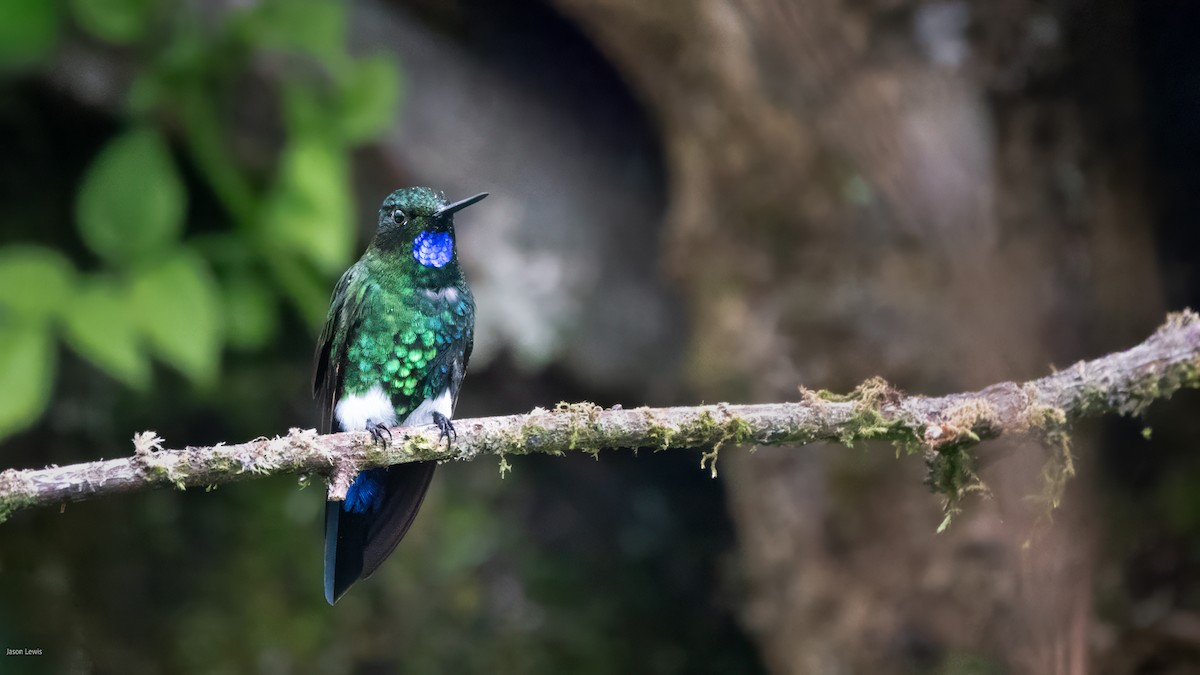 Glowing Puffleg - ML641664796