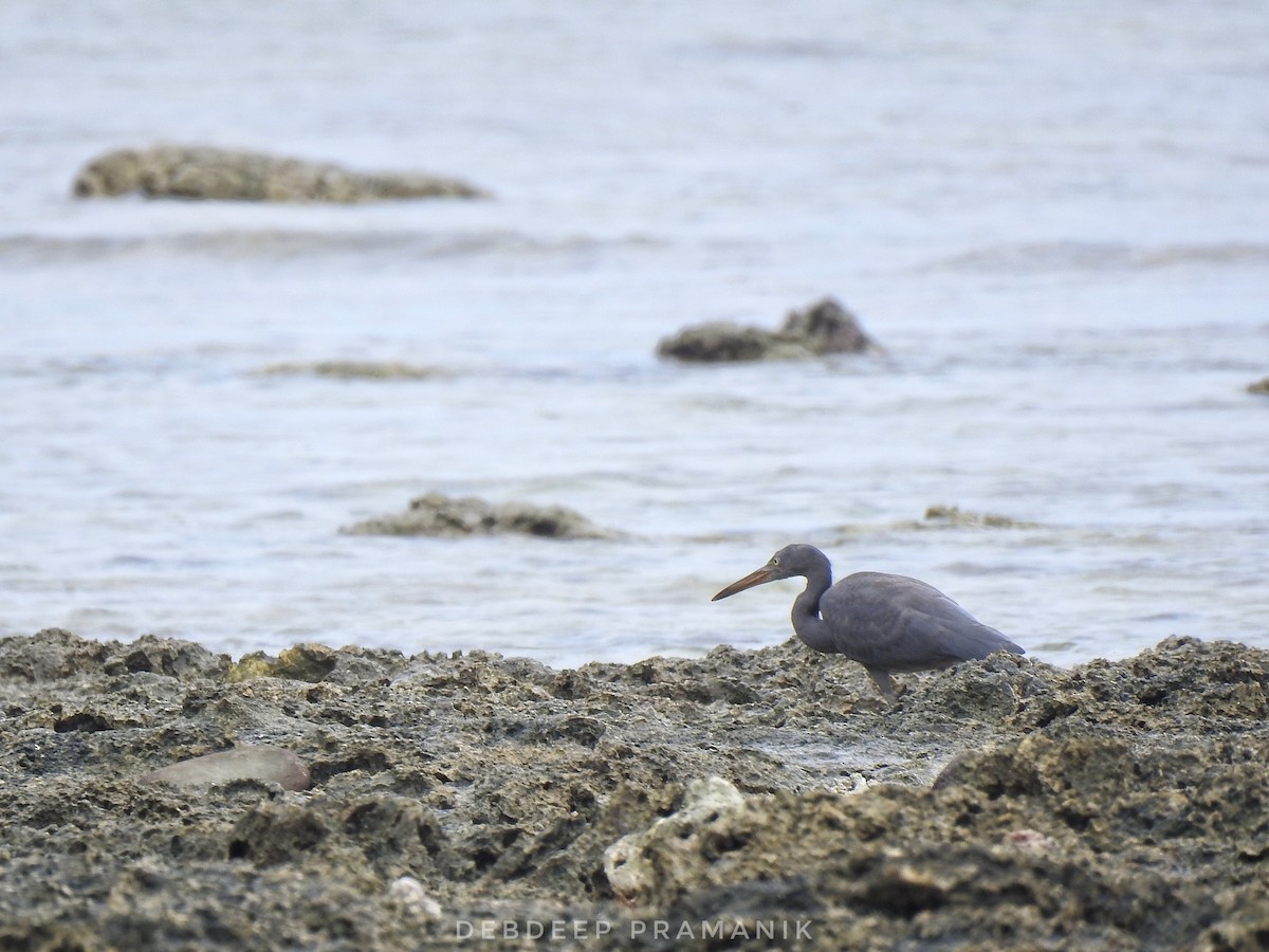 Pacific Reef-Heron - ML641664802