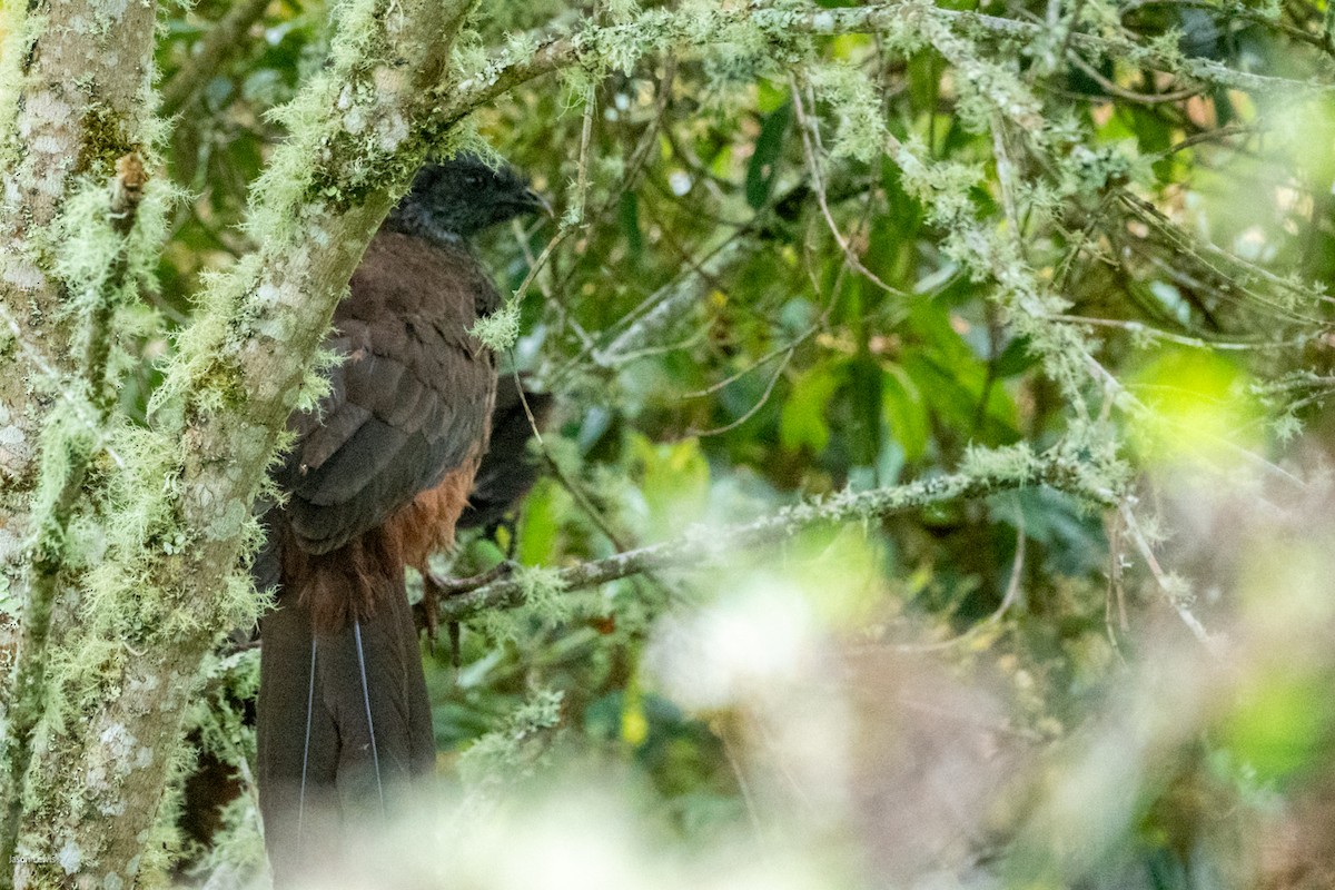 Andean Guan - ML641664803