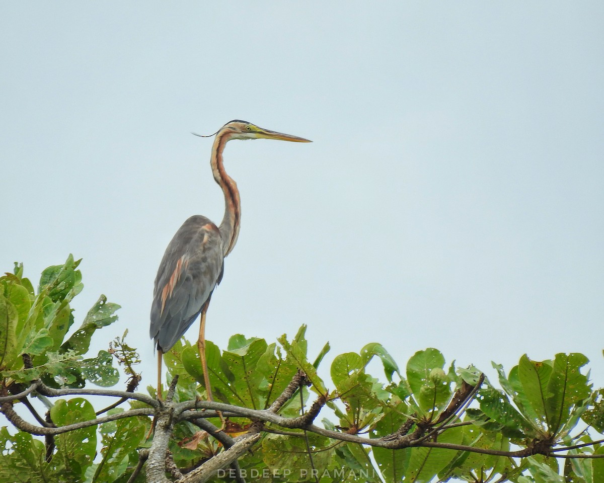 Purple Heron - ML641664805