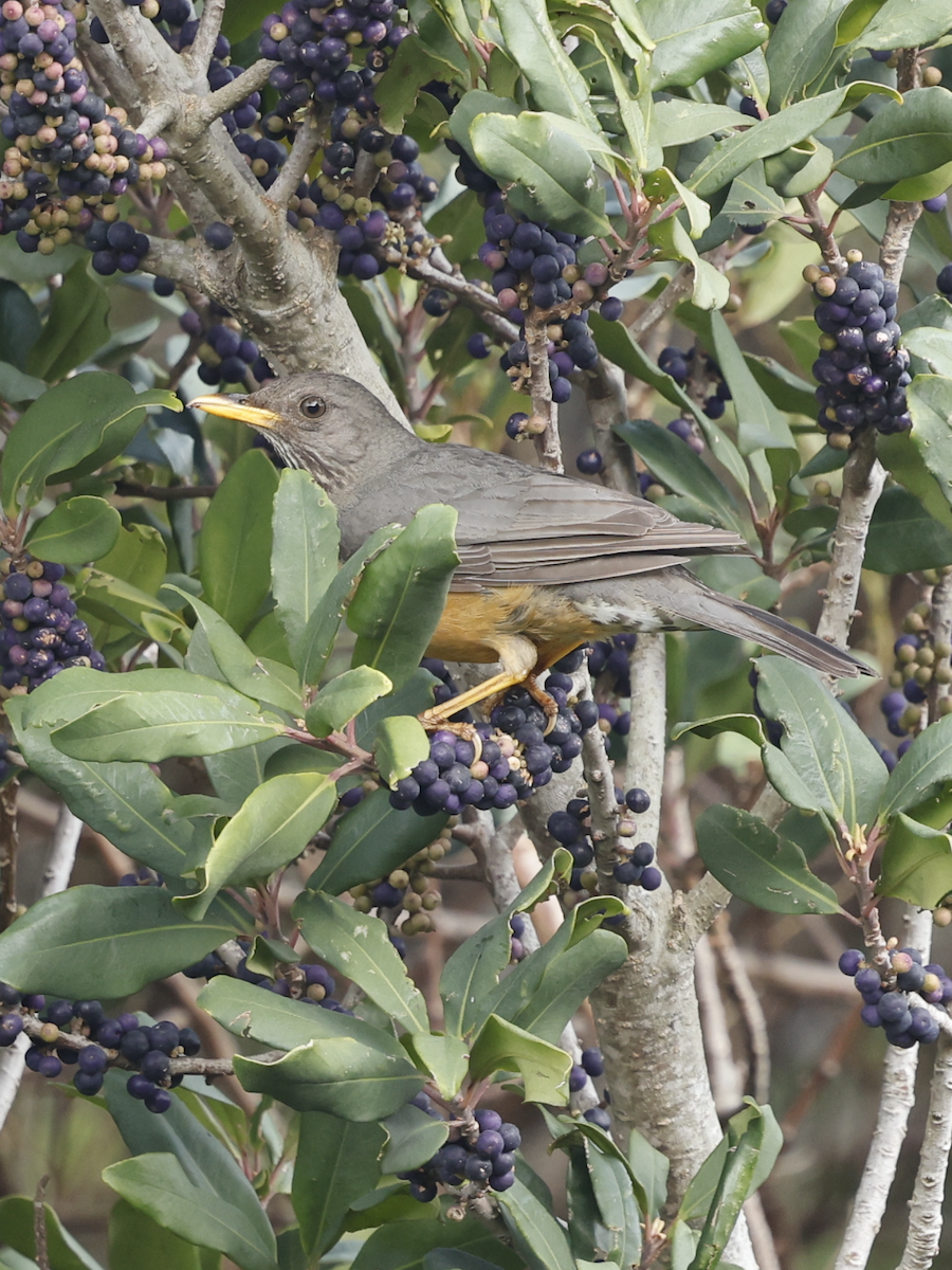 Olive Thrush - ML641664809