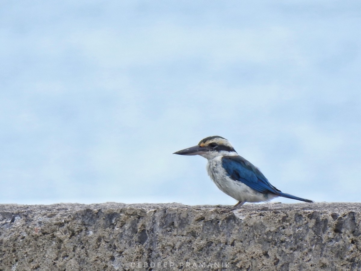 Collared Kingfisher - ML641664812