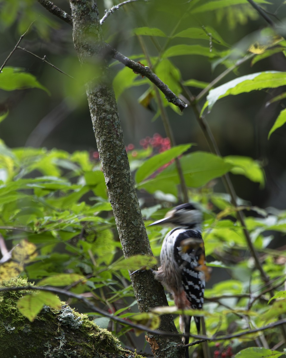 White-backed Woodpecker - ML641664824