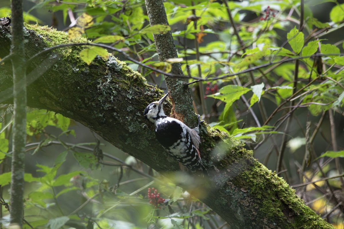 White-backed Woodpecker - ML641664825