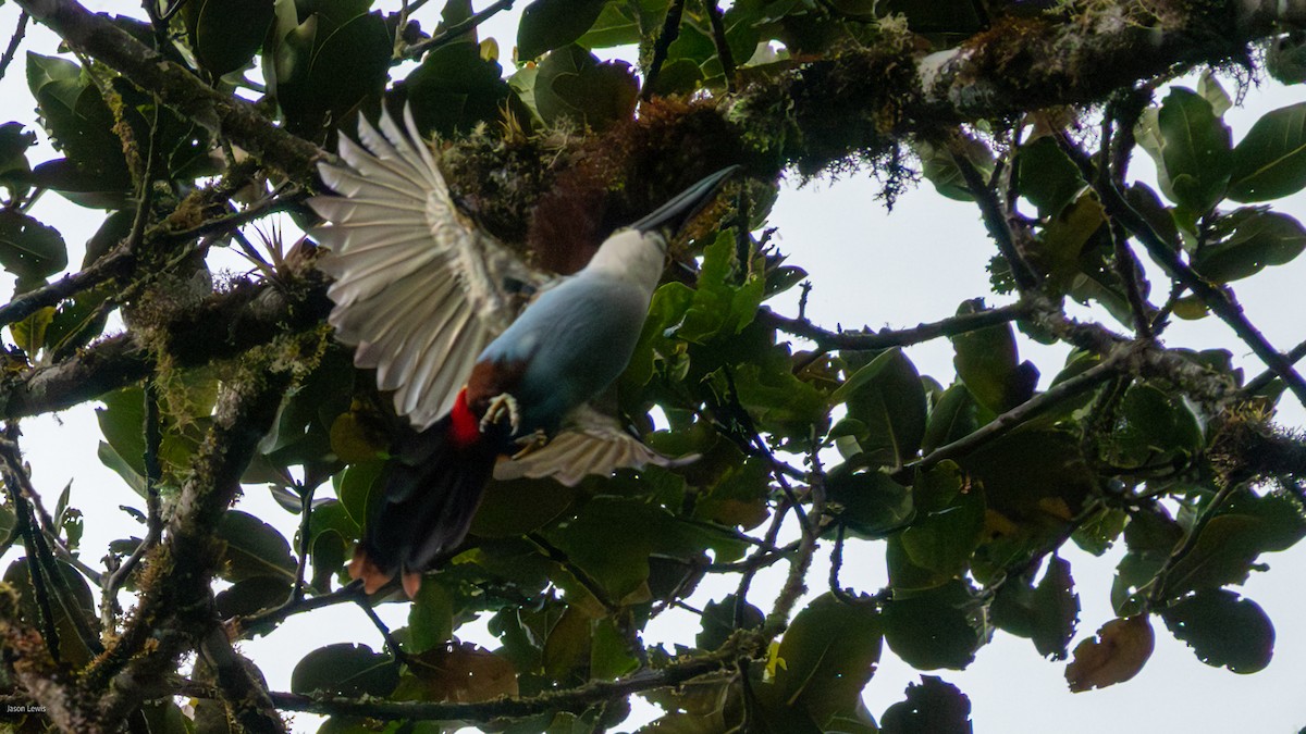 Black-billed Mountain-Toucan - ML641664827