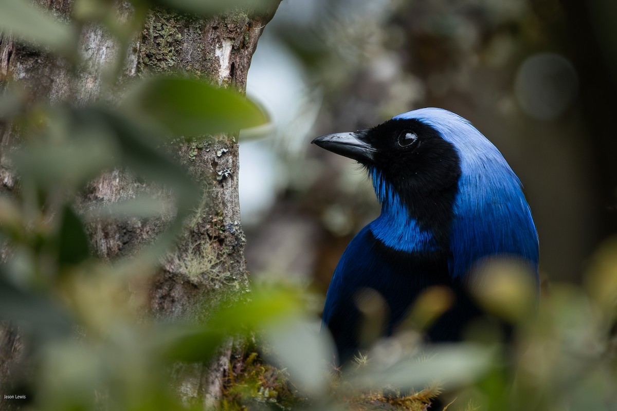 Black-collared Jay - ML641664832