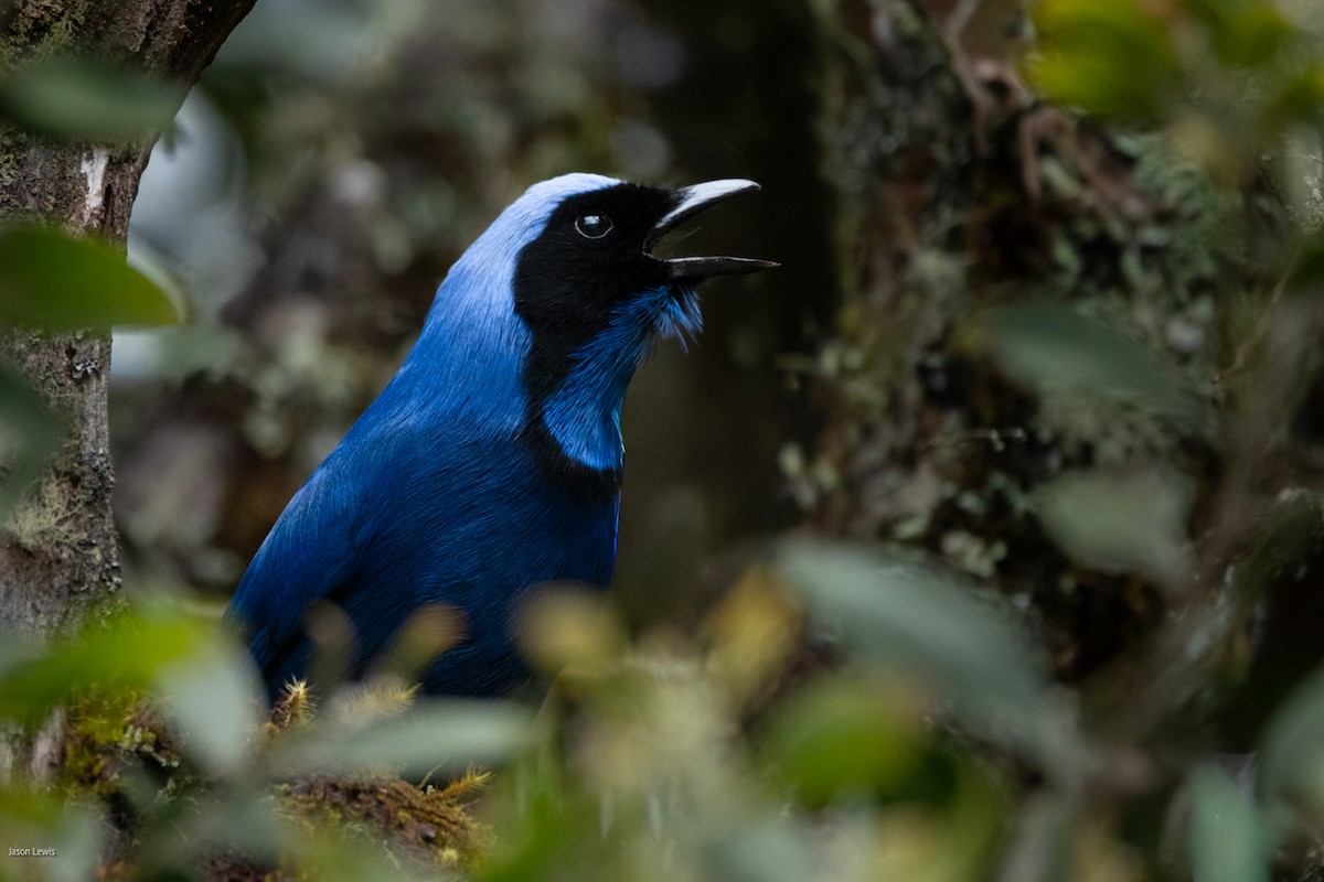 Black-collared Jay - ML641664838