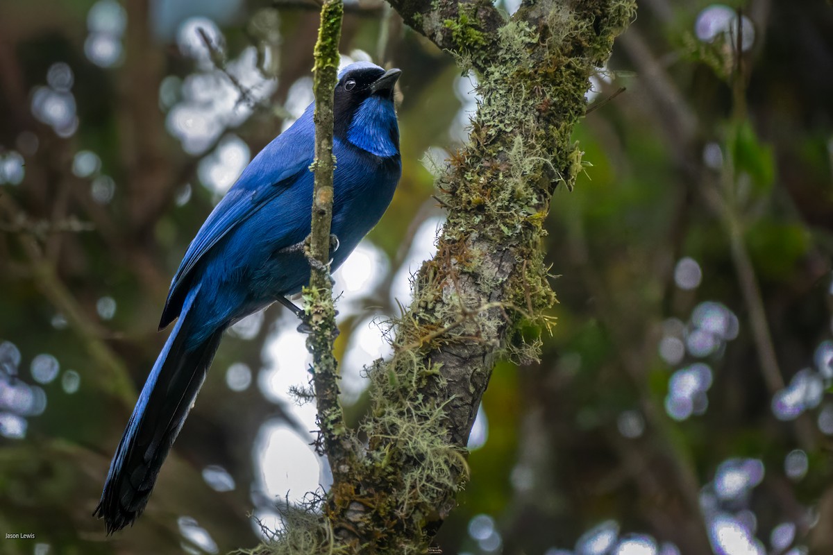 Black-collared Jay - ML641664842