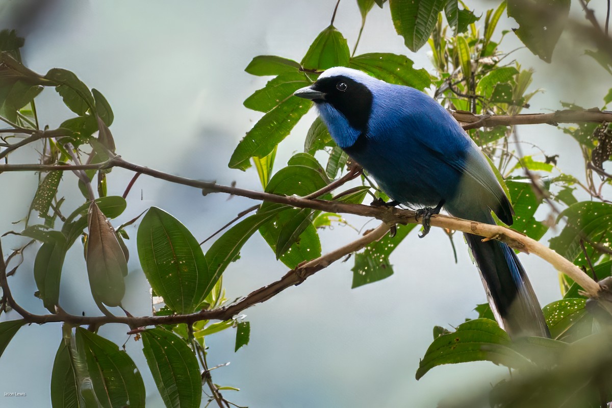 Black-collared Jay - ML641664846