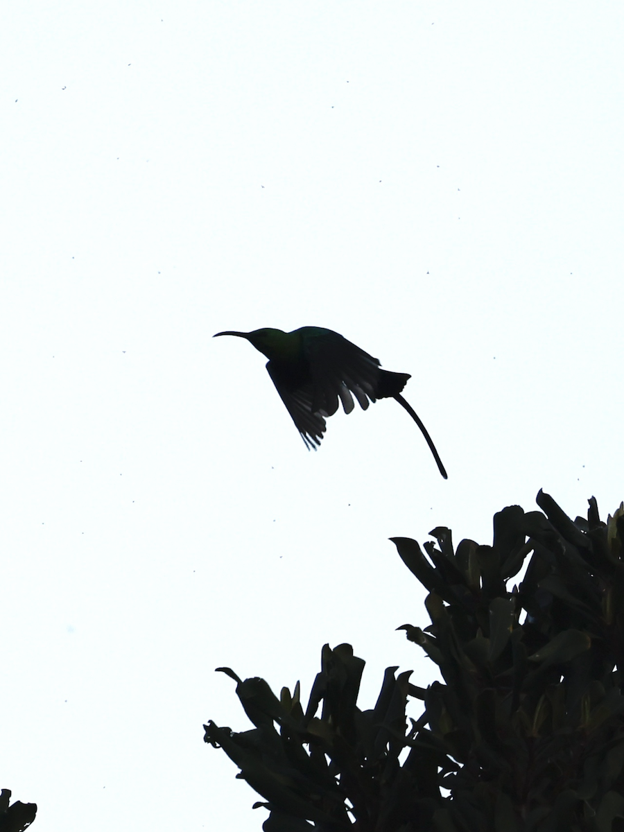Malachite Sunbird - ML641664895