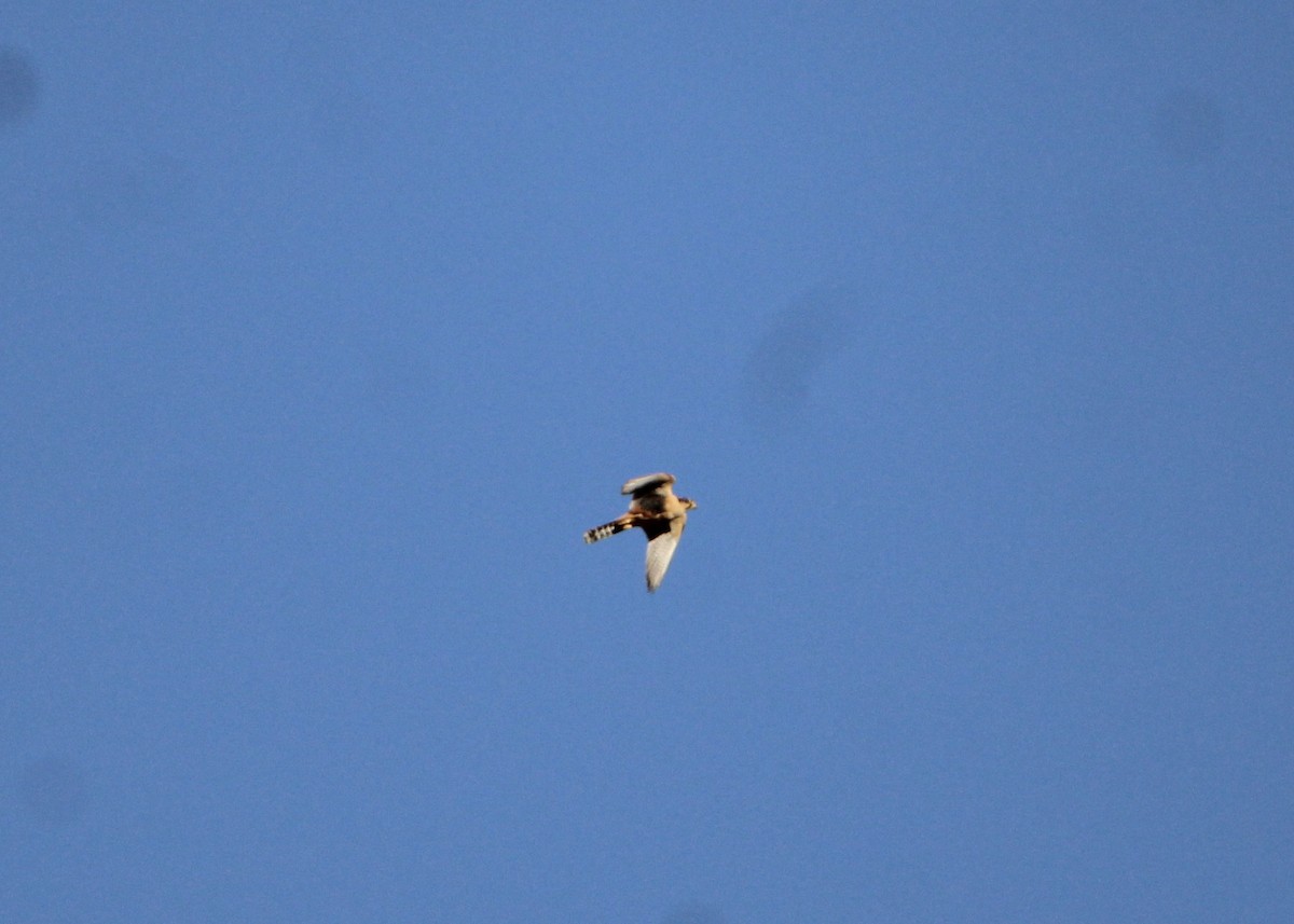 Aplomado Falcon - ML641664904