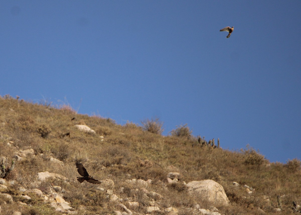 Aplomado Falcon - ML641664905