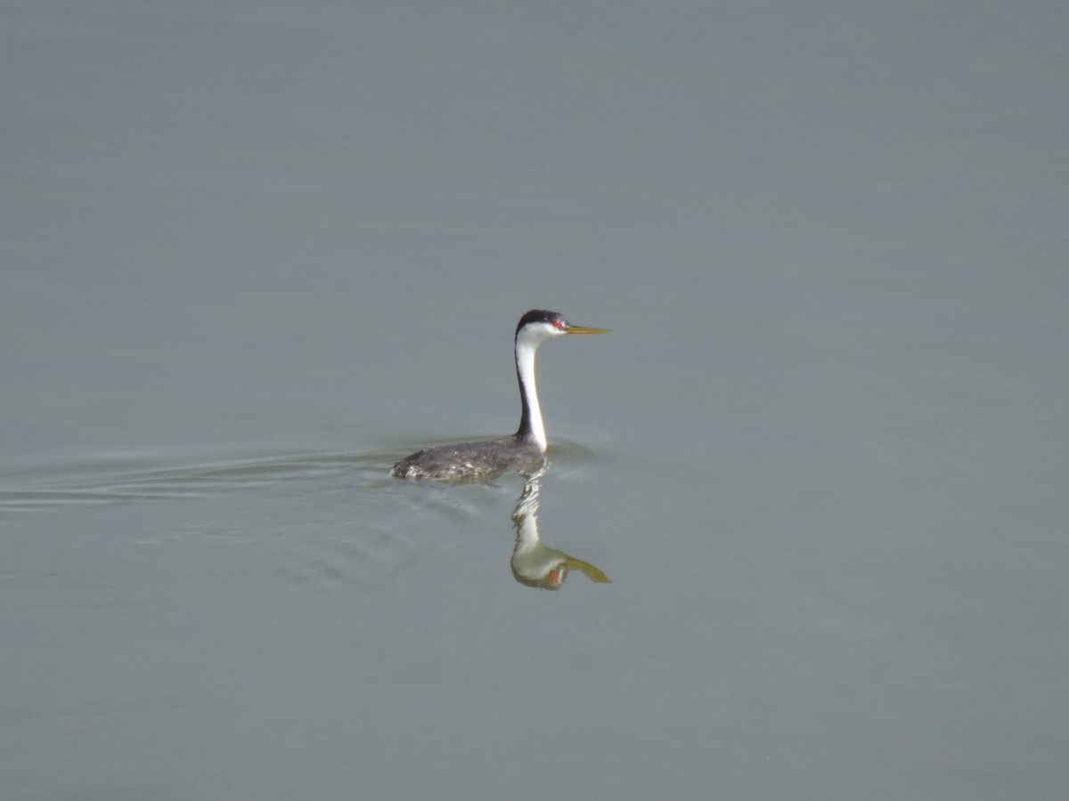 Western Grebe - ML641664914