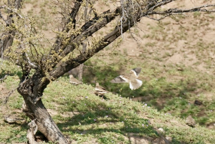 Picui Ground Dove - ML641664921