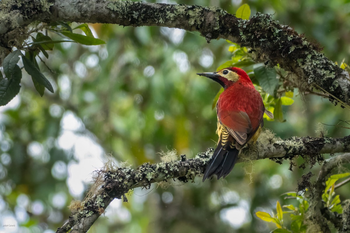 Crimson-mantled Woodpecker - ML641664942