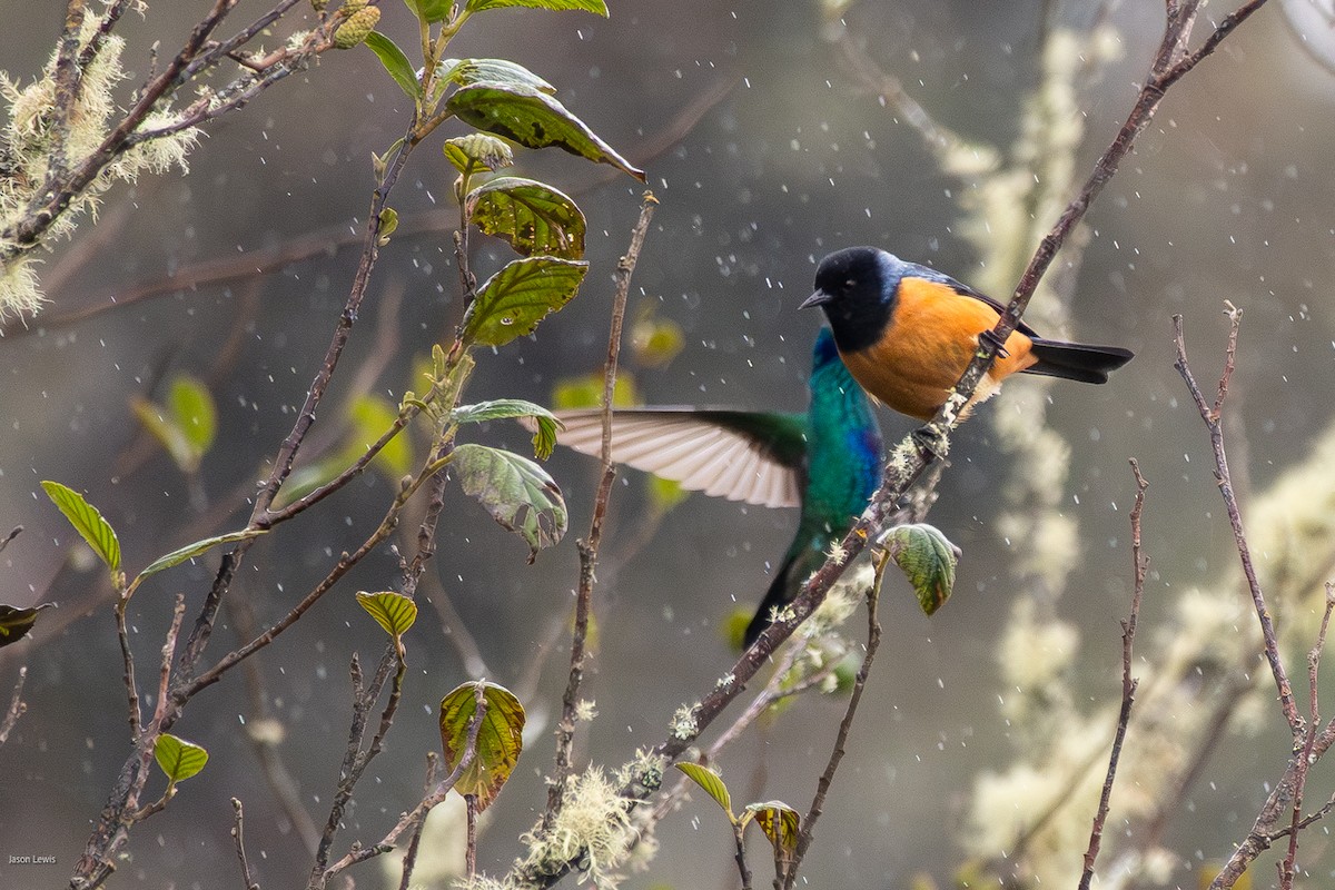 Blue-backed Conebill - ML641664965