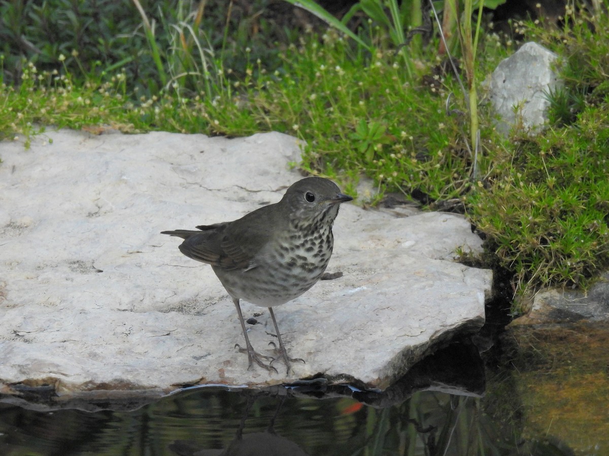קיכלי אפור-לחי - ML641664966