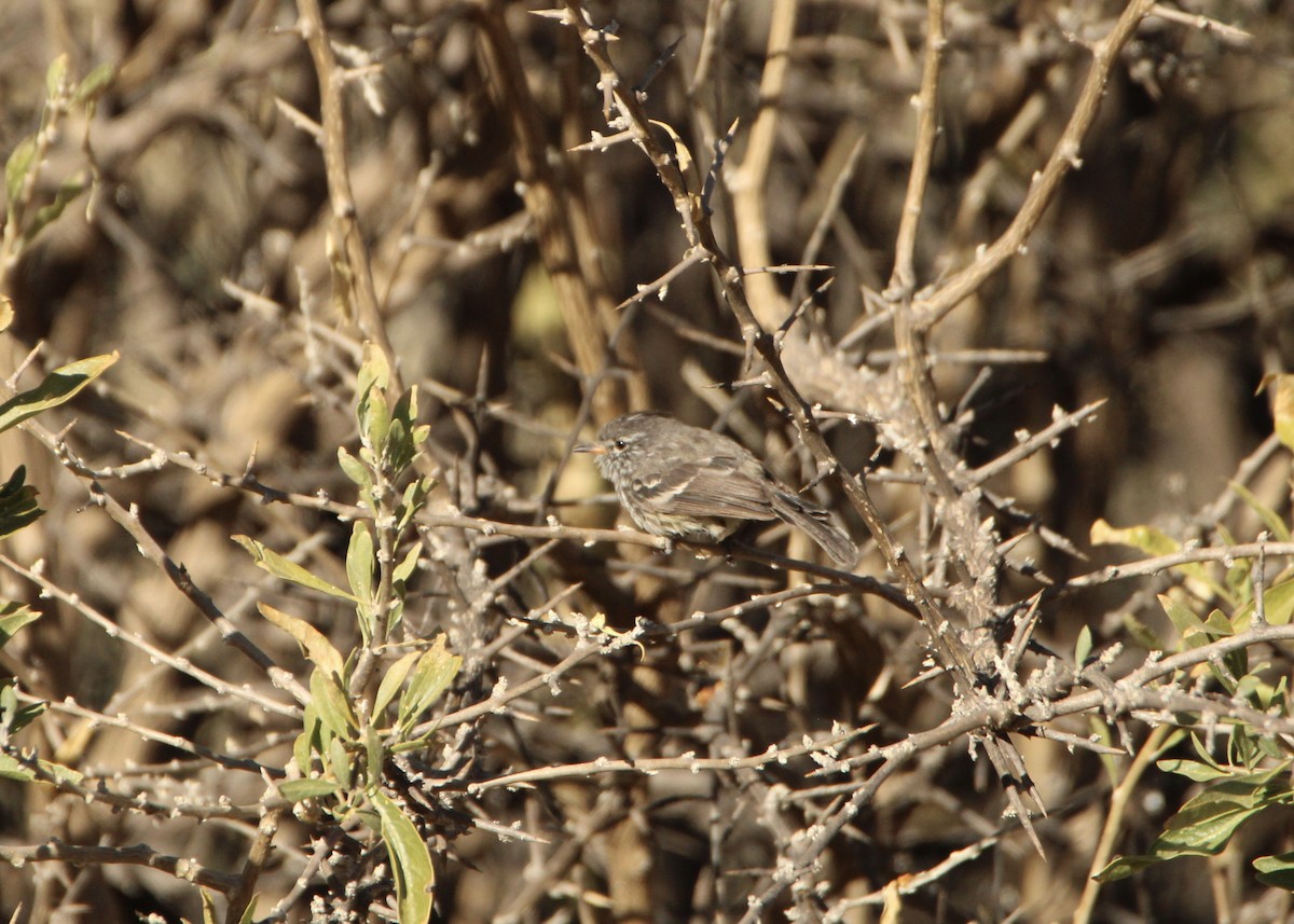 Yellow-billed Tit-Tyrant - ML641664967