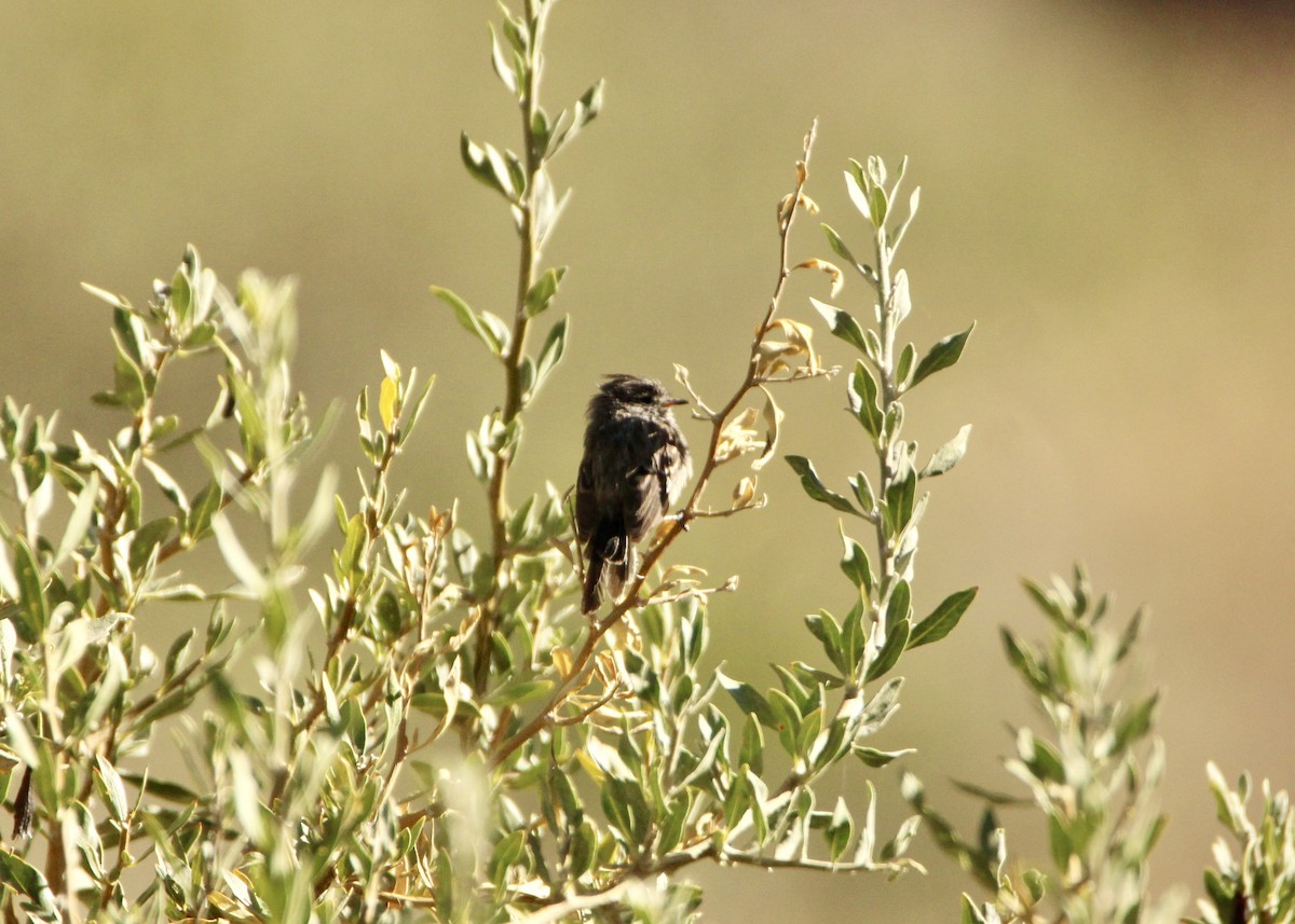 Yellow-billed Tit-Tyrant - ML641664968
