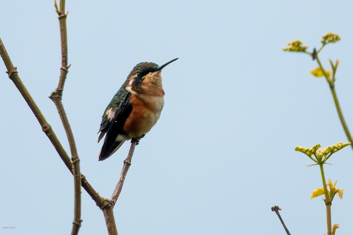 Gorgeted Woodstar - ML641664979