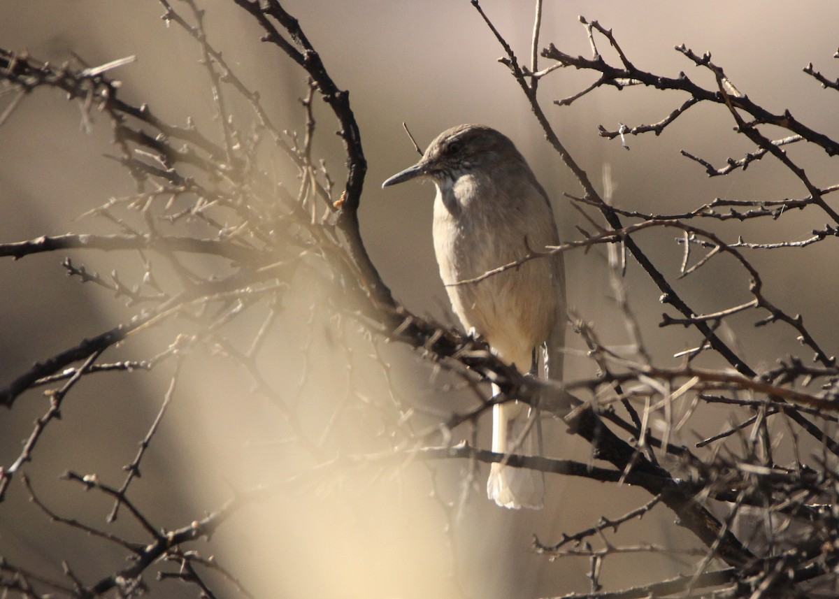 Black-billed Shrike-Tyrant - ML641664998