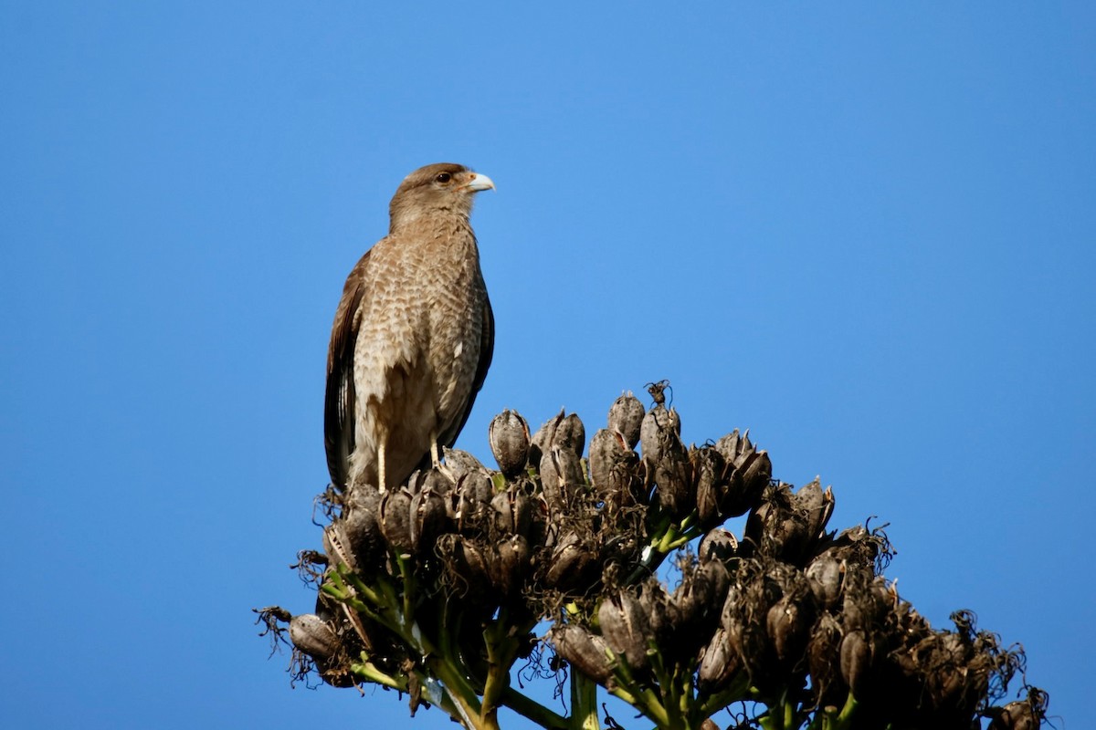 Chimango Caracara - ML641665002